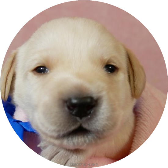 英国ラブラドールの子犬(A child of エルダー & タミー) 英国ラブラドールの子犬